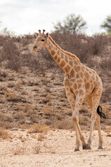 Giraffe in the Kgalagadi