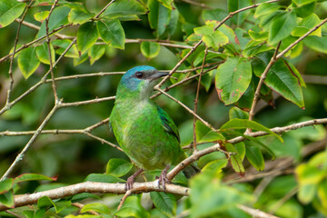 The blue dacnis (dacnis cayana) in the Atlantic Forest