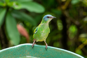 The blue dacnis (dacnis cayana) in the Atlantic Forest