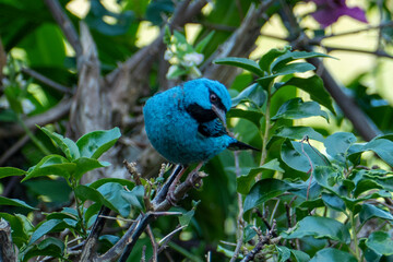 The blue dacnis (dacnis cayana) in the Atlantic Forest