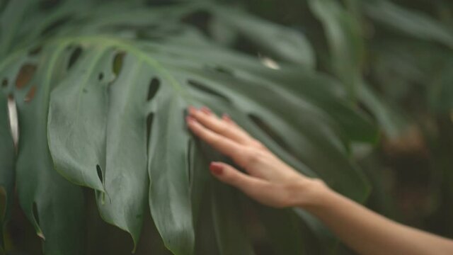 Female hand with classic red color manicure on big green monstera leaf. Caucasian woman in tropical forest at dawn. Summer, vacation, plants concept.