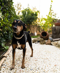 Photo of a medium pinscher who is playing around a private garden during a winter morning.