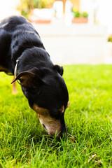 Photo of a medium pinscher who is playing around a private garden during a winter morning.