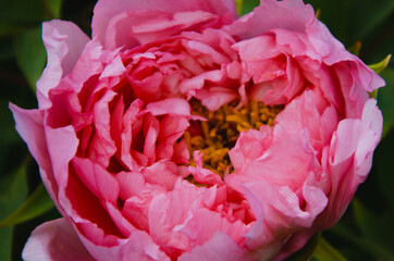 Obraz premium Pink peony flower close up nature background