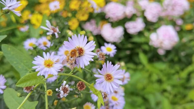 Bee fly near flower. Allergy insect macro video. Green grass. Bumblebee garden action. Beautiful blossom and organic fur flight. Ecology life concept. Slow motion. Honeybee worker eating