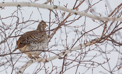 Roughed grouse perched in tree