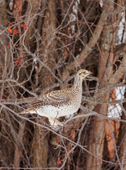 Roughed grouse perched in tree
