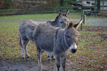 an donkey on the pasture