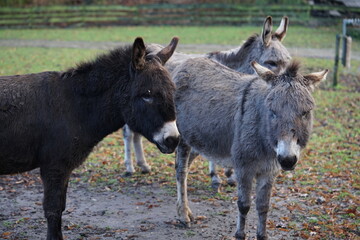 Fototapeta premium an donkey on the pasture