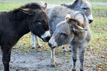 Fototapeta premium an donkey on the pasture