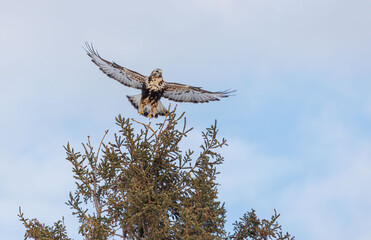 Northern rough legged buzzard hawk