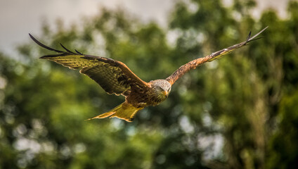 Red Kite