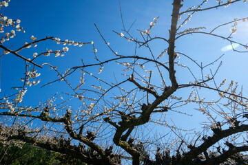 White plum blossoms in full bloom, attracting bees for nectar, blue sky.