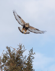 Northern rough legged buzzard hawk