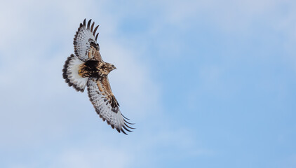 Northern rough legged buzzard hawk