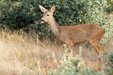 Female roe deer, Capreolus capreolus, standing in meadow