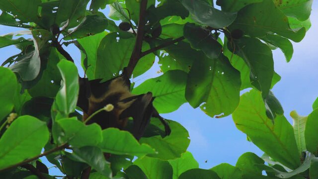 Close up. Large flying fox hangs out of a branch. Huge Bat from Mauritius. Green background.