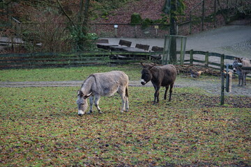 an donkey on the pasture