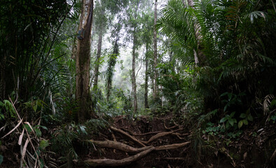The path to the top of mount rinjani on Lombok - Indonesia
