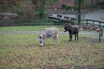 an donkey on the pasture