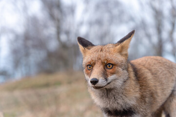 Eyes of the red fox on soft background