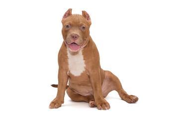Small, funny American Bully puppy