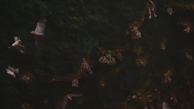 An amazingly beautiful shot inside a dark stone cave with beautiful green moss and bats hanging on stone arches and flying around waving their big wings. The House of bats in slow motion.