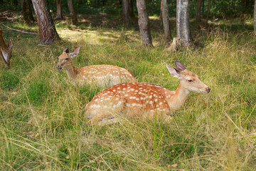 Two sika deer lie in the grass in summer near the forest
