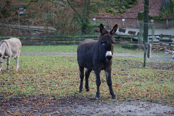 an donkey on the pasture