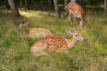 sika deer resting in the grass in the summer forest