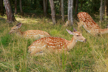 sika deer resting in the grass in the summer forest