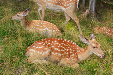 sika deer resting in the grass in the summer forest