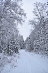 Fototapeta premium winter road in the forest