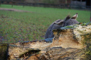 an donkey on the pasture