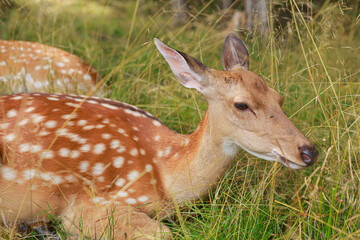 Naklejka na ściany i meble Dappled deer in the tall grass. Wild animal resting in nature in summer