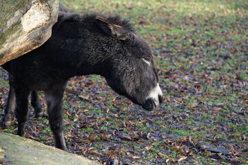 an donkey on the pasture