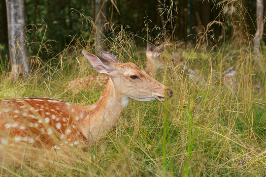 Dappled deer in the tall grass. Wild animal resting in nature in summer
