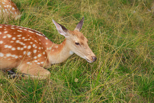 Dappled deer in the tall grass. Wild animal resting in nature in summer