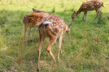 Naklejka na ściany i meble young sika deer play in the grass, wild animals