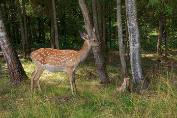 Sika deer in the forest looking into the depths of the forest