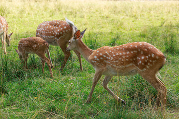 young sika deer play in the grass, wild animals