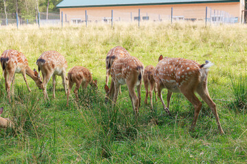 A herd of sika deer grazing on the grass