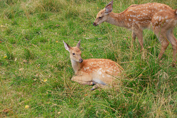 young sika deer play in the grass, wild animals