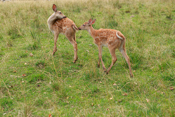 young sika deer play in the grass, wild animals