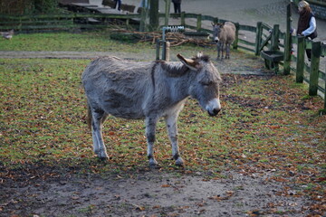 an donkey on the pasture