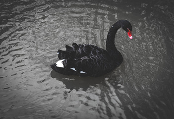 Naklejka premium black swan on the lake