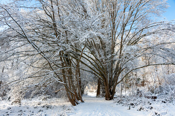 Winterlicher Hohlweg zwischen Bäumen