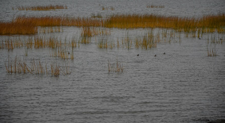 reeds in the water