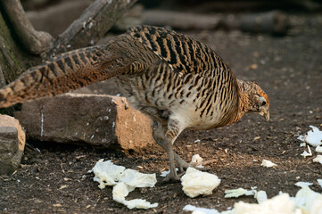 A female pheasant in a zoo, a bird of a number of chickens, a female in search of insects.