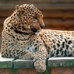 Far Eastern leopard and his life in the zoo, the zoo of Ukraine.